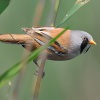 Sykorice vousata 0964